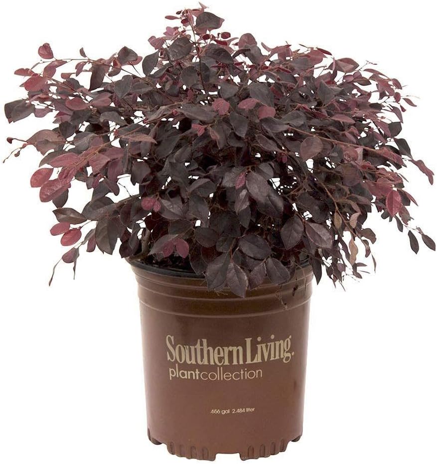 Flowering Evergreen Shrub Bundle, 2 Gallon and 2.5 Quart Z6326