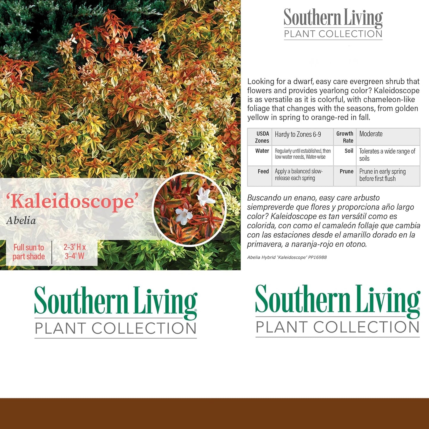 Kaleidoscope Abelia, 2 Gal N788502