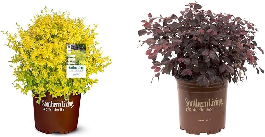 Southern Living Sunshine Ligustrum 2 Gallon and Purple Diamond Loropetalum (2.5 Quart) Flowering Evergreen Shrub Bundle