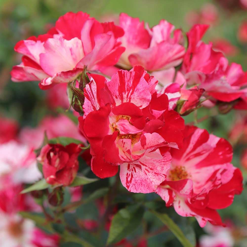 Climbing Rose Plant - Red and White Rose Bush for Outdoor Planting O860322