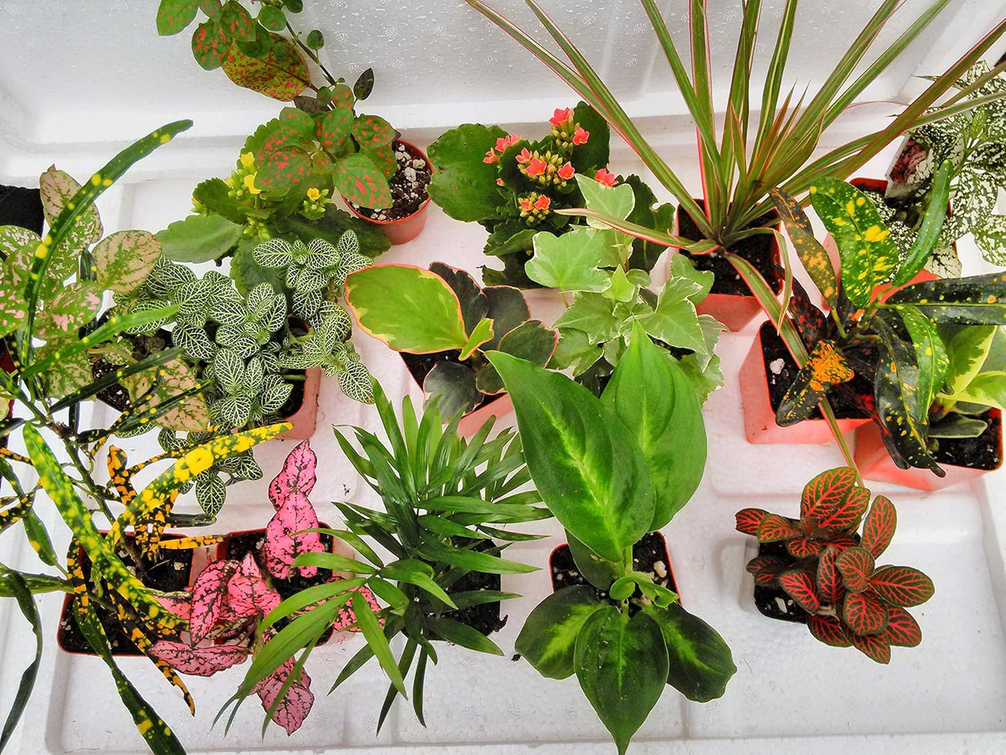 Terrarium & Fairy Garden Plants - 6 Plants, 4 to 6 Inches Tall P932107