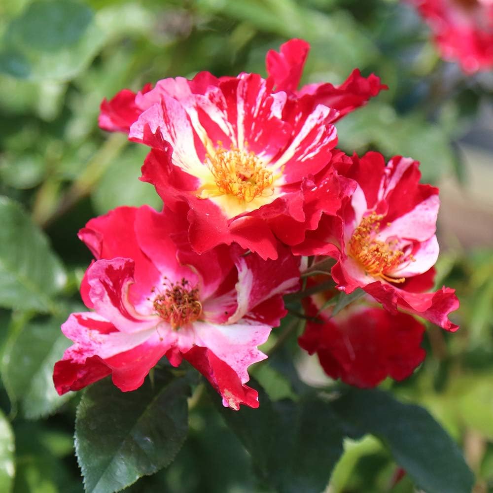 Climbing Rose Plant - Red and White Rose Bush for Outdoor Planting O860322