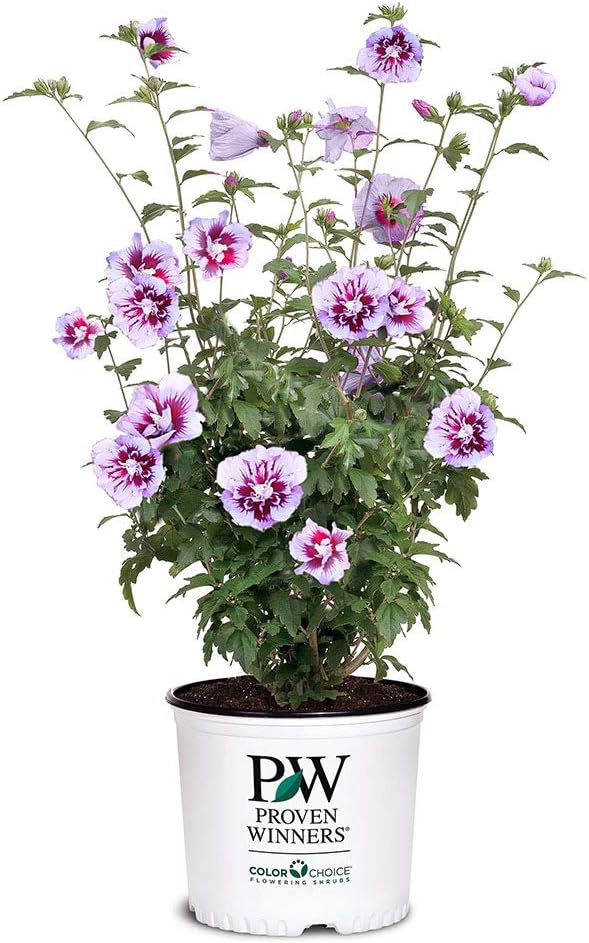 Proven Winner Pillar Hibiscus, 2 Gallon, Lush Green Foliage with Exciting Purple Blooms
