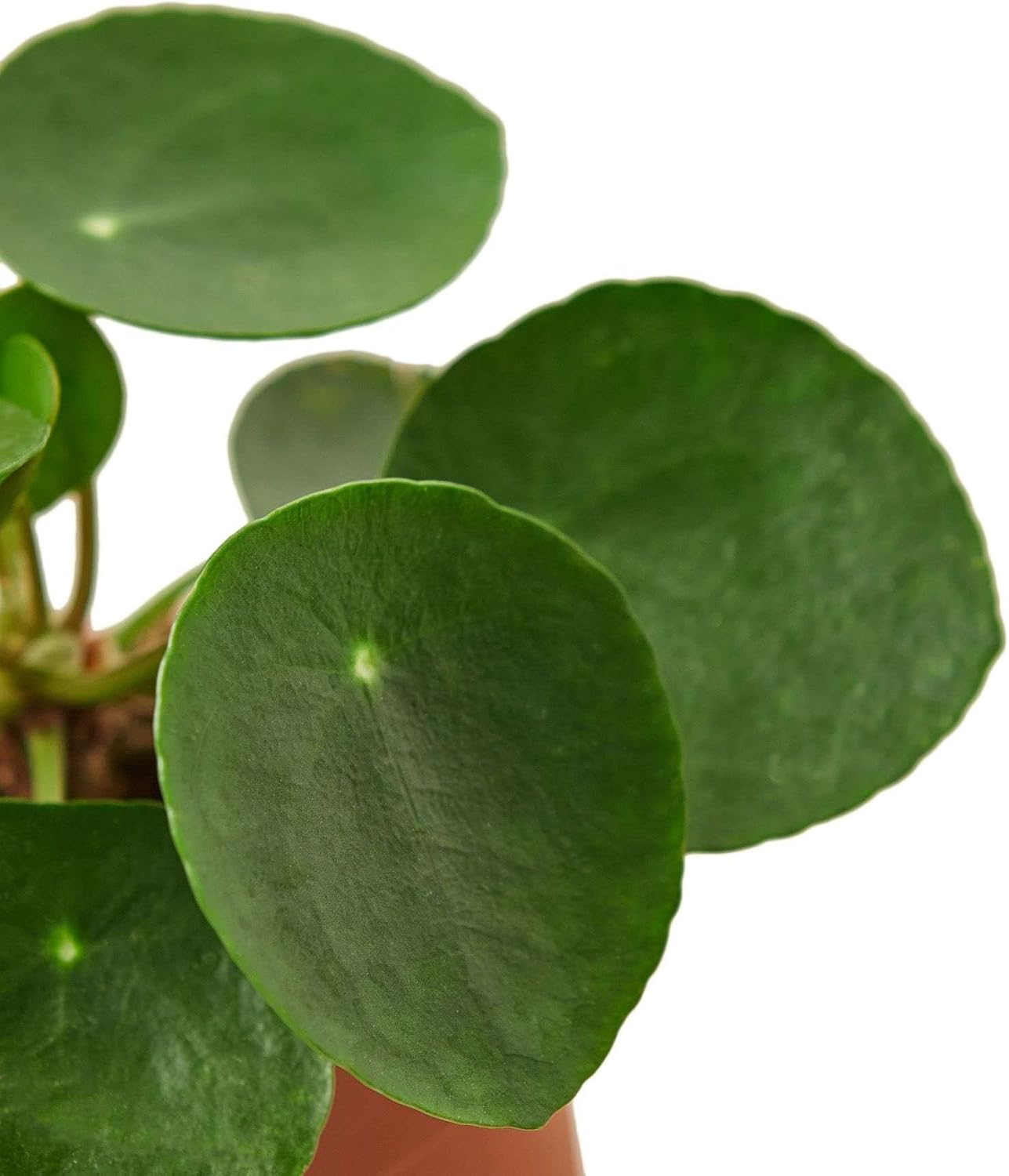 Chinese Money Plant Live Indoor Houseplant in 4 or 6 Inch Pot L468