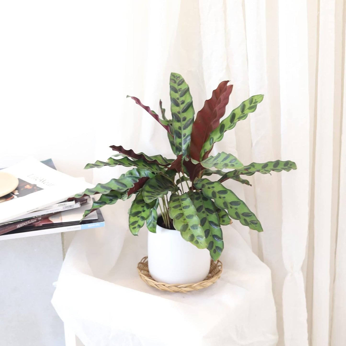 Rattlesnake Plant in 4" Grower Pot G962334