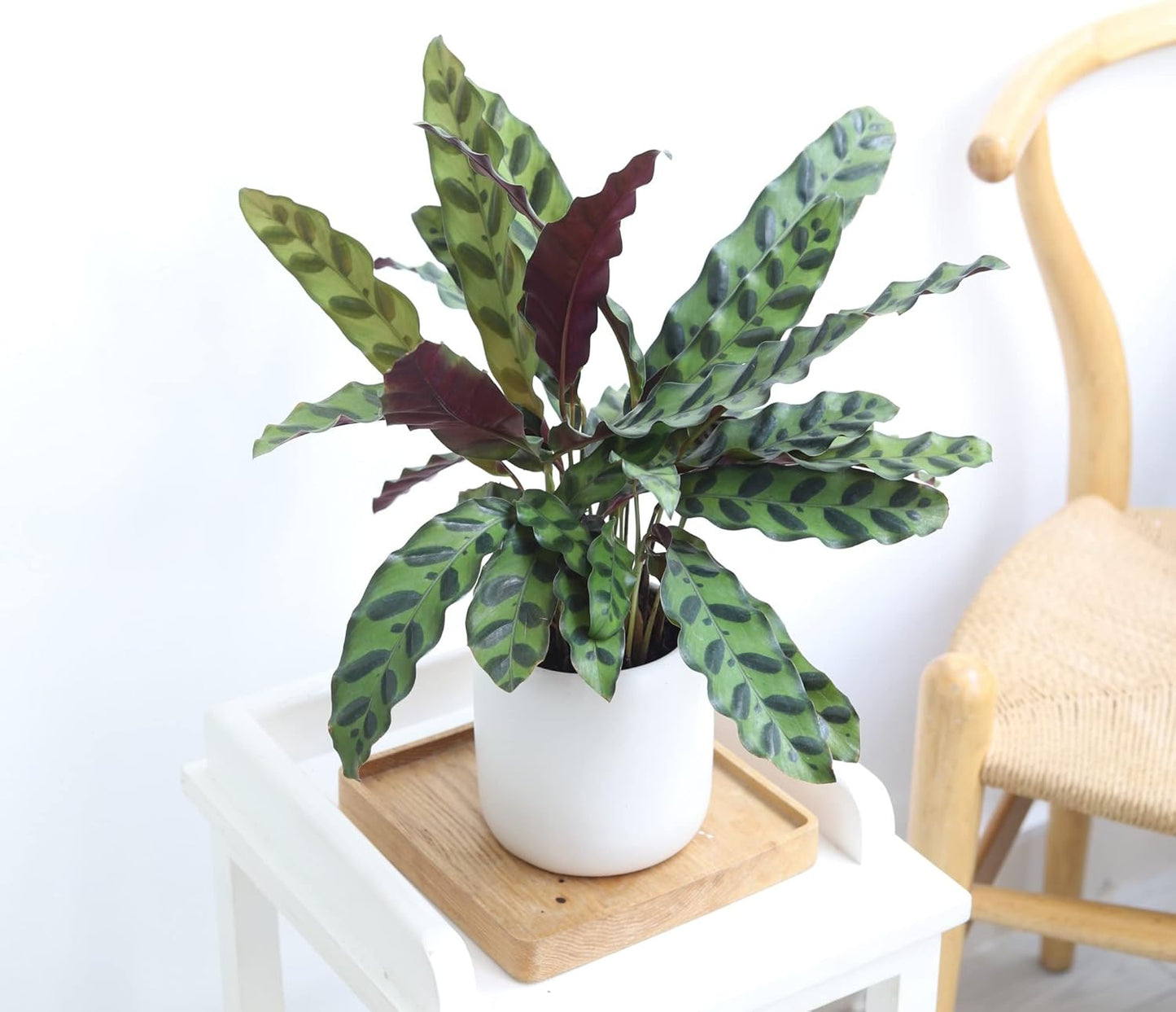 Rattlesnake Plant in 4" Grower Pot G962334