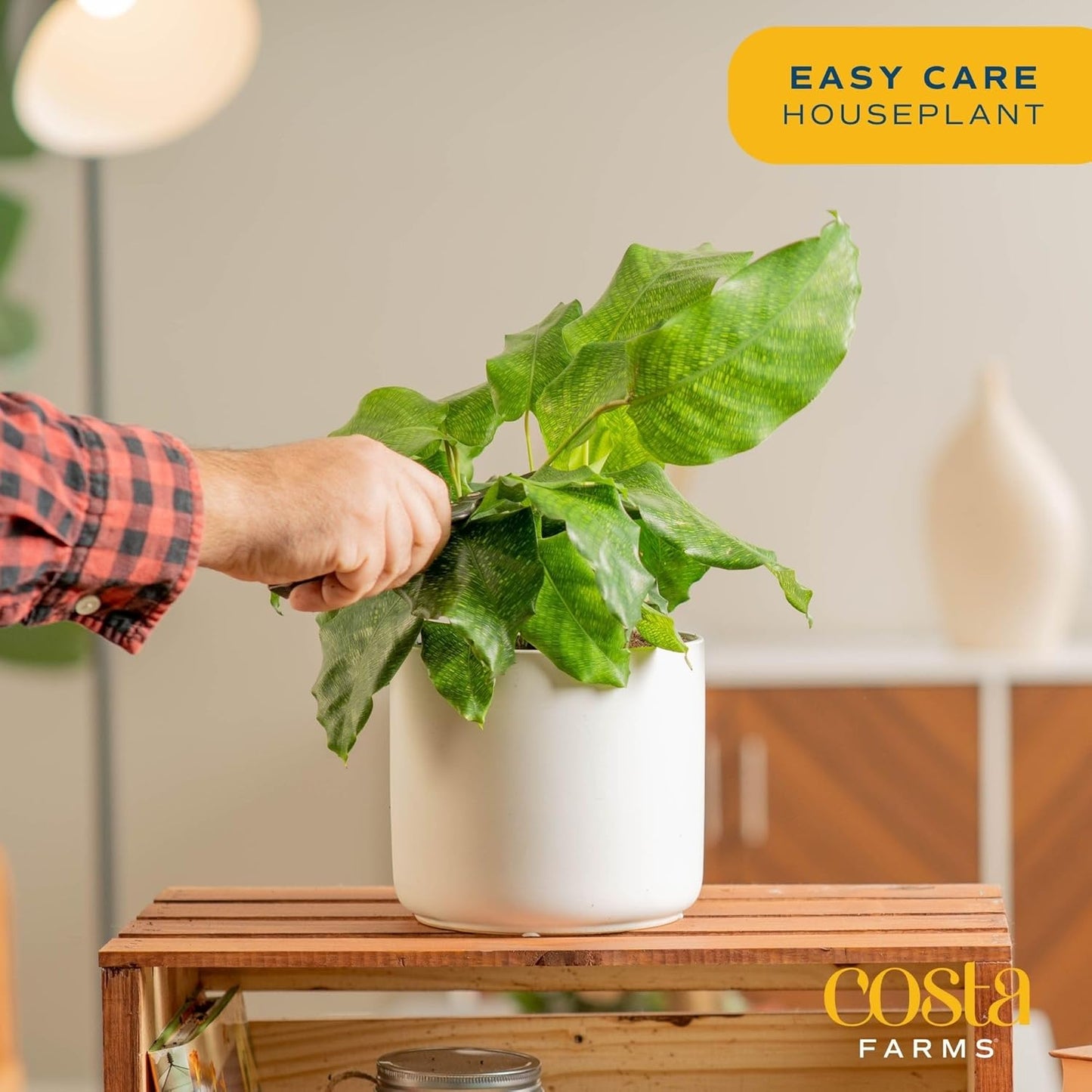 Calathea Network Live Indoor Plant, Potted in Garden Pot, 12-Inches Tall J84916