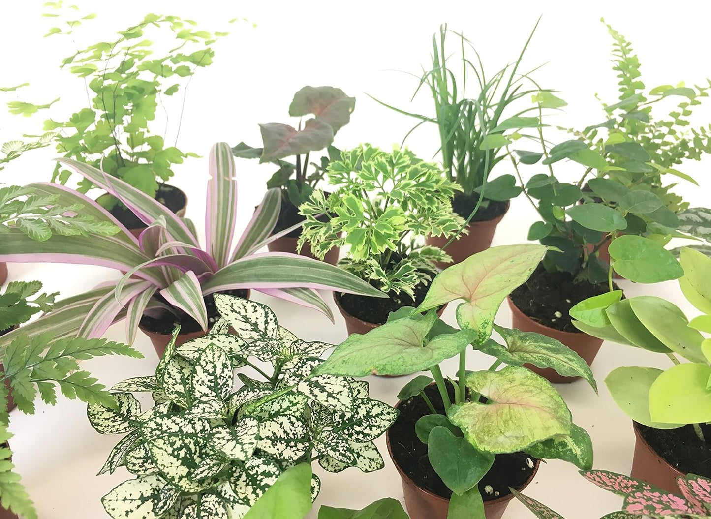 Mini Terrarium Plants (2 Plants, 2" Pots) Q7239