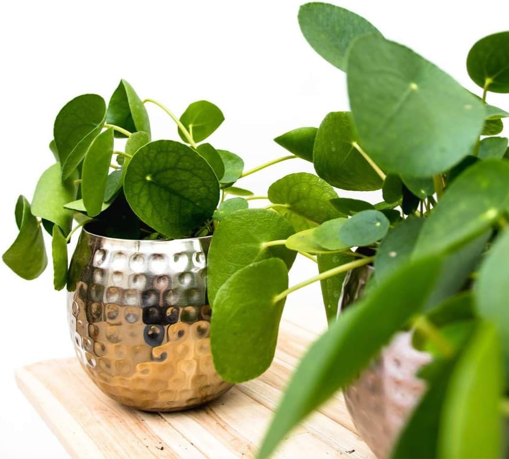 Chinese Money Plant Live Indoor Houseplant in 4 or 6 Inch Pot L468