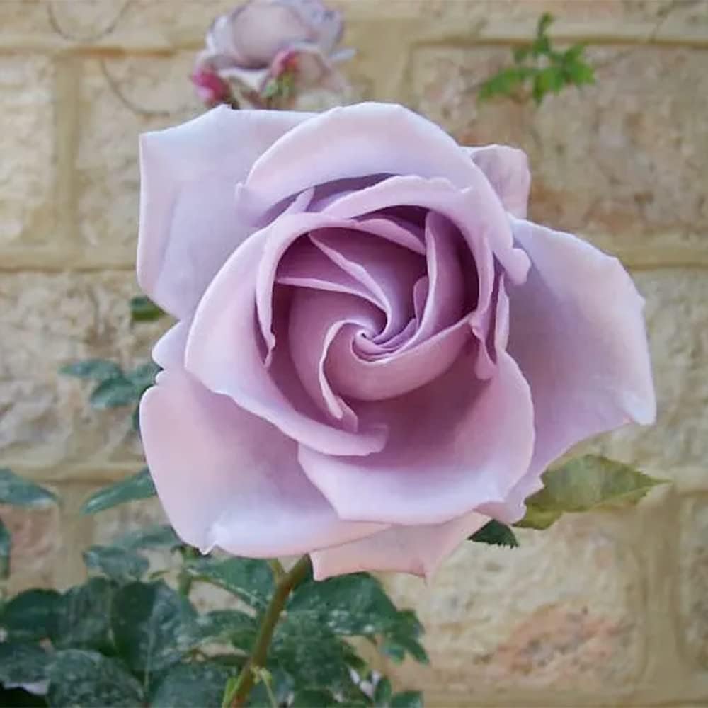 Sterling Silver Rose Seeds Perennial Fragrant Climbing Rosa Bush Vine Flower T116665