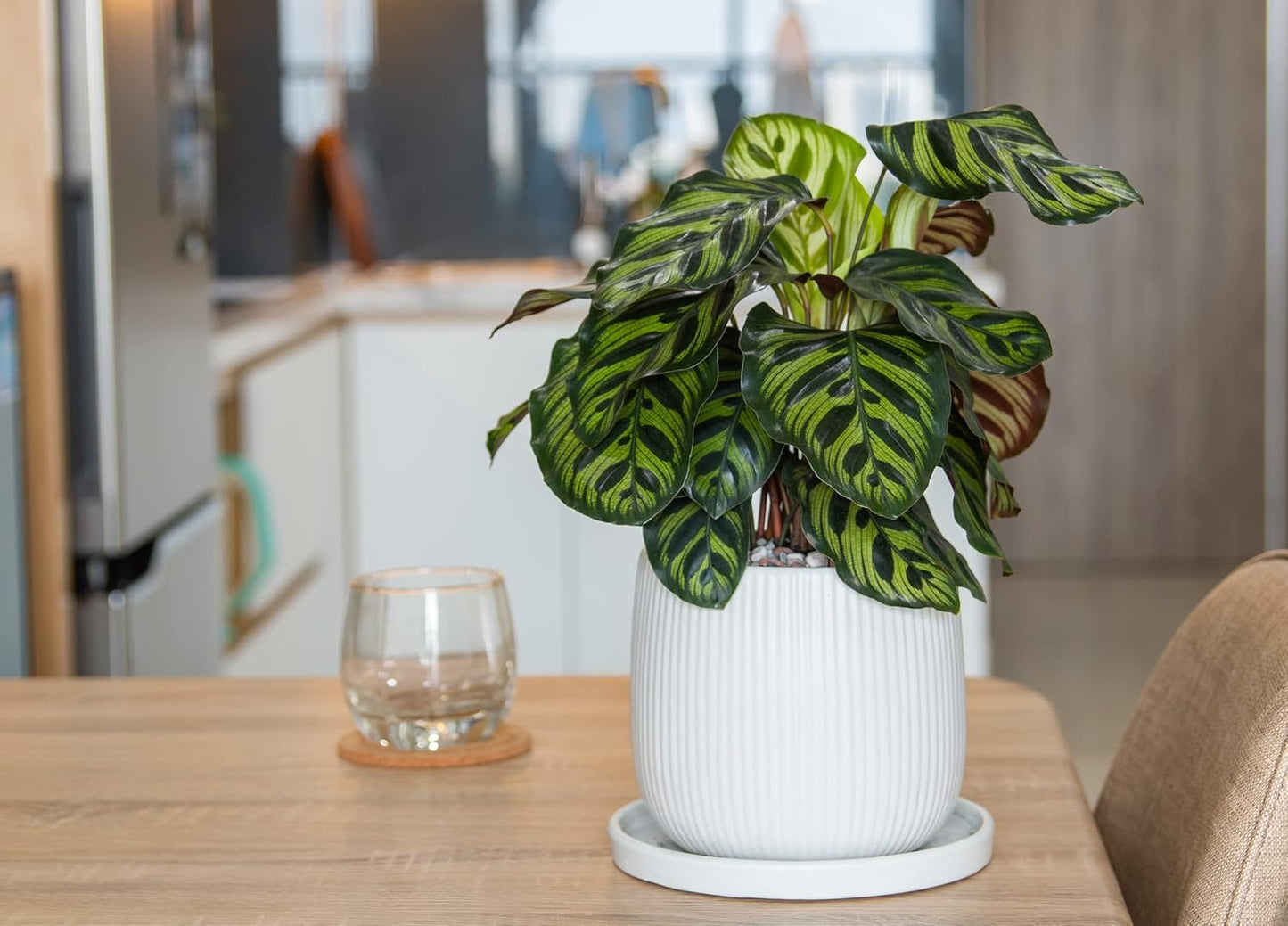 Calathea Makoyana Live Houseplant in 4 Inch Pot N91311