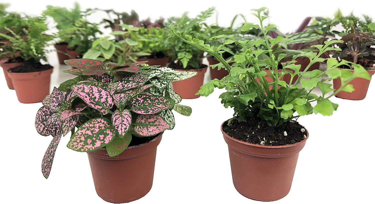 Mini Terrarium Plants (2 Plants) Fairy Garden Plants (Assorted Varieties) (2" Pots)