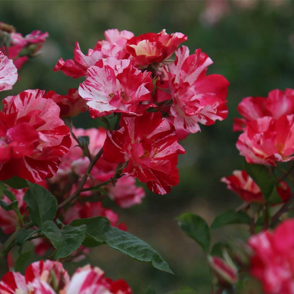 Climbing Rose Plant - Red and White Rose Bush for Outdoor Planting O860322