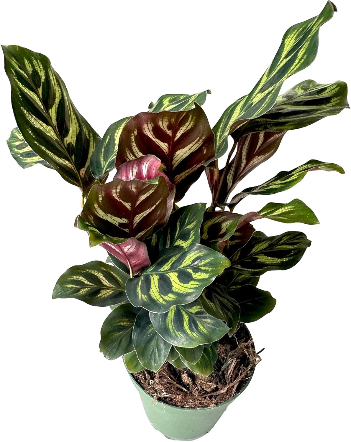 Calathea Makoyana Live Houseplant in 4 Inch Pot N91311