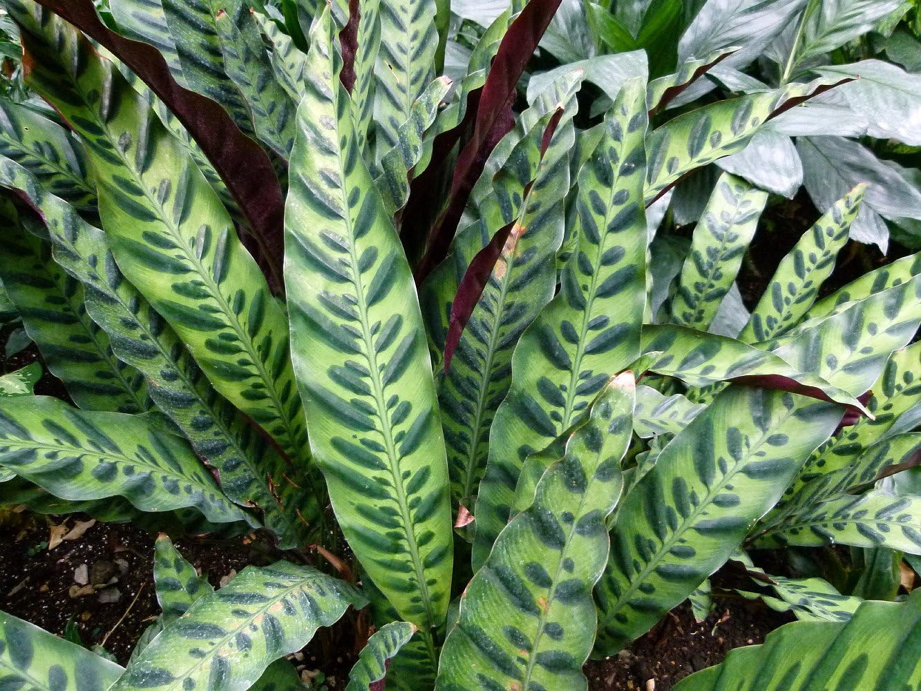 Calathea lancifolia House Plant - 4" Pot T504286
